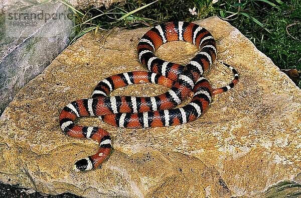 SONORANER KINGSNAKE (lampropeltis pyromelana)  Erwachsener auf Felsen