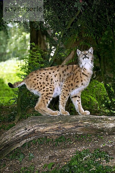 Europäischer Rotluchs (felis lynx)  erwachsen