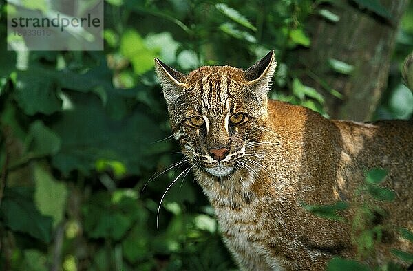 Asiatische Goldkatze oder Temmink-Katze  catopuma temmincki  Erwachsene