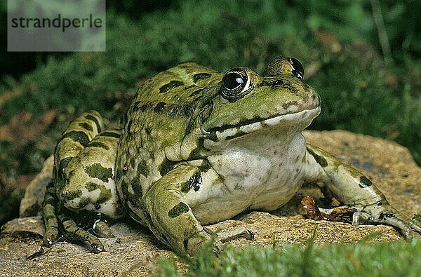 Speisefrosch oder Grüner Frosch (rana esculenta)  Erwachsener auf Stein