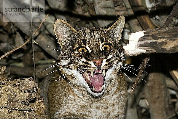 ASIAN GOLDEN CAT OR TEMMINK'S CAT catopuma temmincki  PORTRAIT EINES ERWACHSENEN SCHNARLINGS