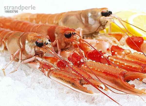 DUBLIN BAY PRAWN ODER NORWEGEN HOBSTER ODER SCAMPI ephrops norvegicus AUF EIS