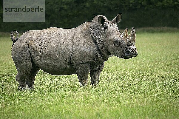 Breitmaulnashorn (ceratotherium simum)  ERWACHSENER AUF GRAS STEHEND  KENIA