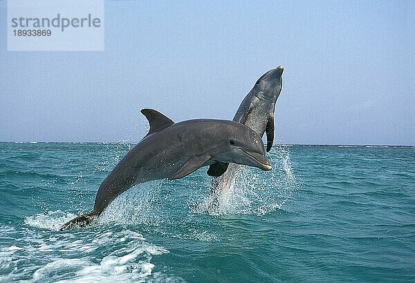 Großer Tümmler (tursiops truncatus)  ERWACHSENE SPRINGEND  HONDURAS