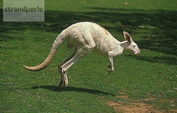 Rotes Känguru (macropus rufus)  Albino Erwachsener springend