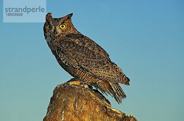 Waldohreule (bubo virginianus)  Erwachsener auf Felsen gegen blauen Himmel