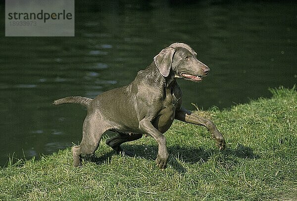 Weimaraner Vorstehhund  Erwachsener stehend am Wasser