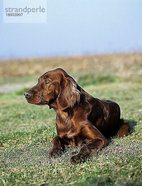 Irish Setter oder Red Setter  erwachsen  auf Gras liegend