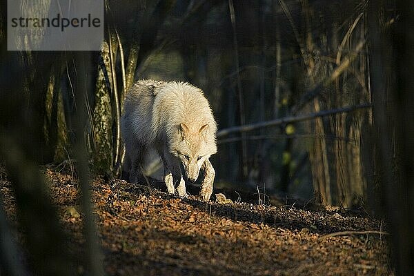 ARKTISCHER Alaska-Tundrawolf (canis lupus tundrarum)  ERWACHSENER BEWEGT IM WALD