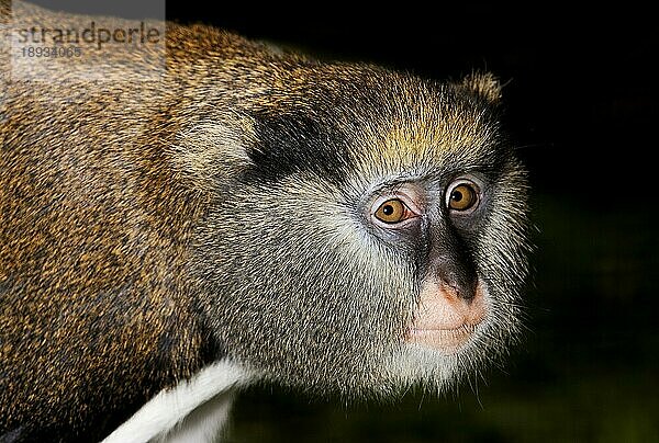 CAMPBELL-ÄFFCHEN (cercopithecus campbelli)  PORTRAIT EINES ERWACHSENEN