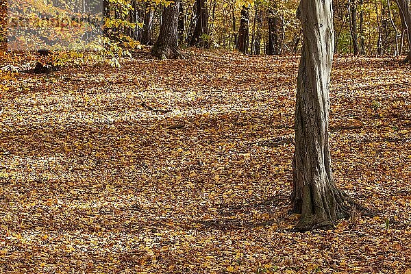 herbstlicher Wanderweg