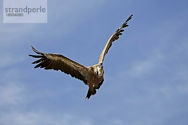 Gänsegeier (gyps fulvus)  Erwachsener im Flug gegen blauen Himmel