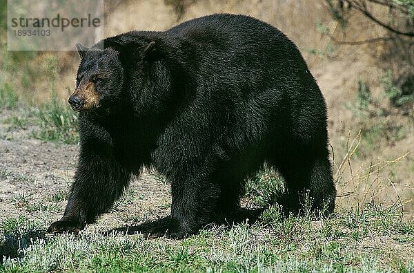 AMERIKANISCHER SCHWARZBÄR (ursus americanus)  ERWACHSENER  KANADA