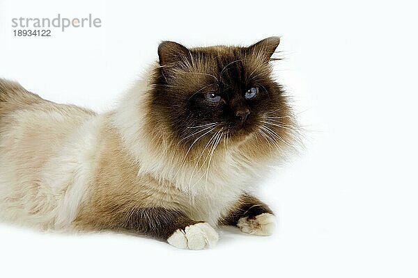 Chocolate Birmanese Hauskatze  Erwachsener liegend vor weißem Hintergrund