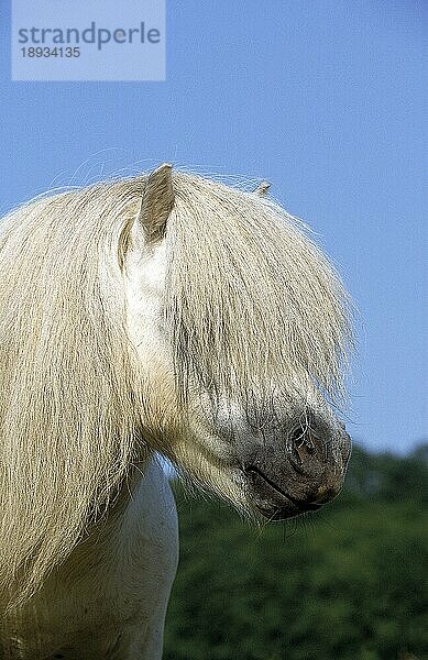 SHETLANDPONY  PORTRAIT EINES ERWACHSENEN MIT LANGER MÄHNE