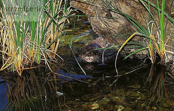 Zwergotter (aonyx cinerea)  ERWACHSENER IM WASSER STEHend