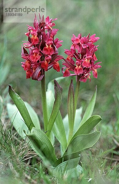 Orchidee  Oland (Orchis sambucina)  Schweden  Europa