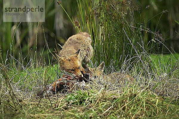 Rotfuchs (vulpes vulpes)  Erwachsener mit Beute  ein Fasan  Normandie