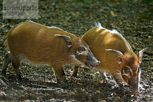 Red River Hog oder Buschschwein (potamochoerus porcus)  Erwachsener