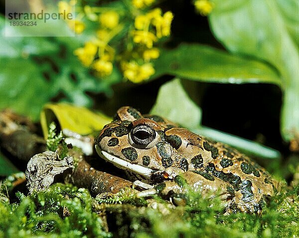 GRÜNE KREUZE (bufo viridis)  ERWACHSENE