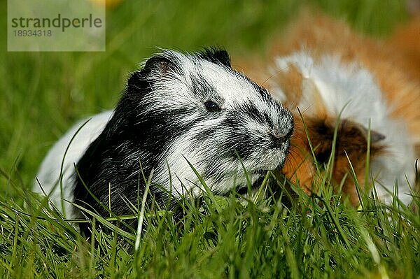 Rosetten-Meerschweinchen (cavia porcellus)  ERWACHSENE