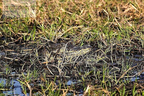 Krokodilkaiman (caiman crocodilus)  ERWACHSENER KAMOUFLAGED IM SUMPF  LOS LIANOS IN VENEZUELA