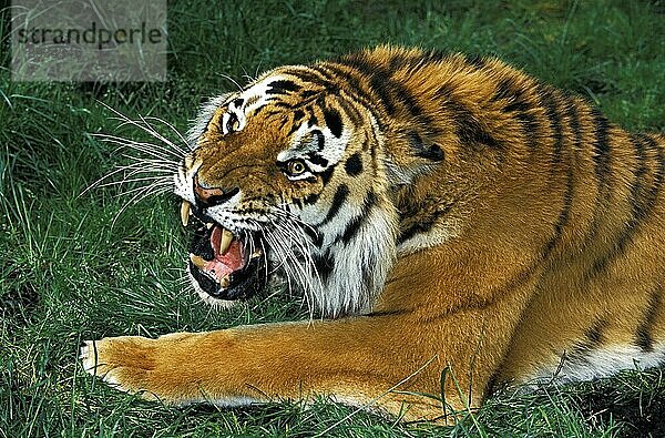 Sibirischer Tiger (panthera tigris altaica)  ERWACHSENER SNARLING