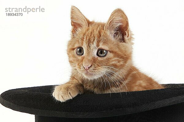 Rot gestromte Hauskatze  Kätzchen spielt im Hut vor weißem Hintergrund