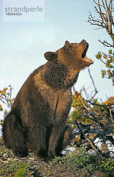 Grizzlybär (ursus arctos horribilis)  ERWACHSENER  DER MIT OFFENEM MUND DROHT  ALASKA