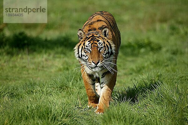 Sumatra-Tiger (panthera tigris sumatrae)  erwachsen