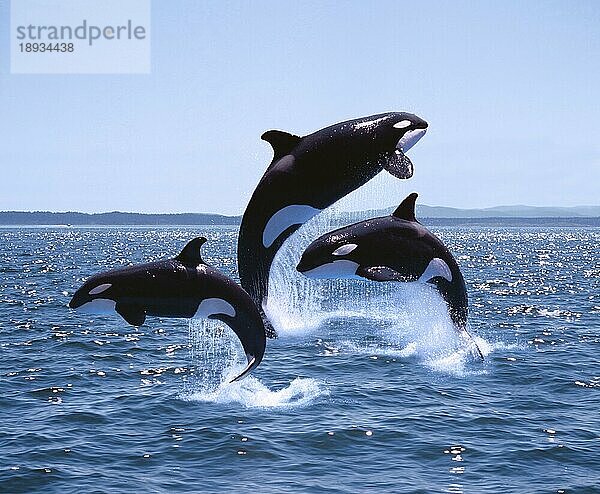Killerwal (orcinus orca)  Erwachsene und Kalb springend  Kanada  Nordamerika
