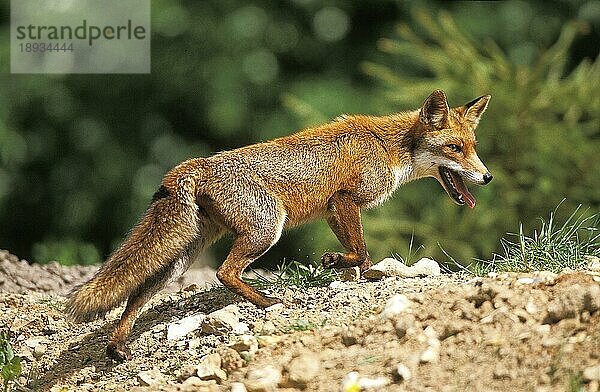 Rotfuchs (vulpes vulpes)  erwachsen  Normandie