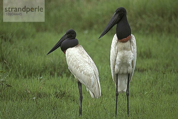 Jabiru-Storch (jabiru mycteria)  Erwachsener auf Gras  Pantanal in Brasilien