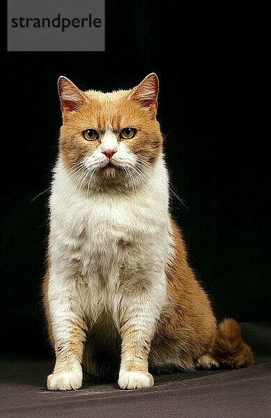 Rote und weiße Hauskatze  Erwachsene sitzend vor schwarzem Hintergrund