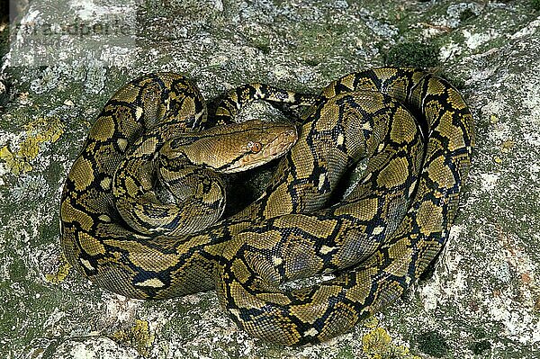 Netzpython  python reticulatus  Erwachsener auf Fels