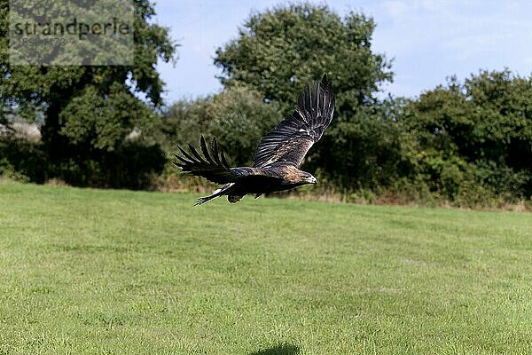 Steinadler (aquila chrysaetos)  ERWACHSENE IM FLUG