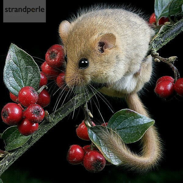 Haselmaus (muscardinus avellanarius)  ERWACHSENER AUF BRANCHE STEHEND  NORMANDY