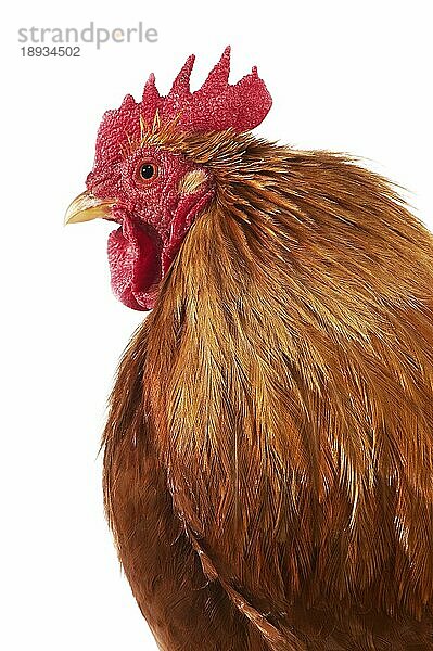 Brahma Perdrix Huhn  eine Rasse aus Indien  Portrait des Hahns vor weißem Hintergrund