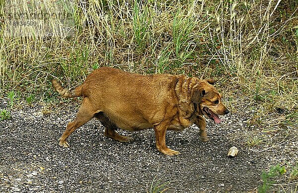 Haushund  adipöser adult