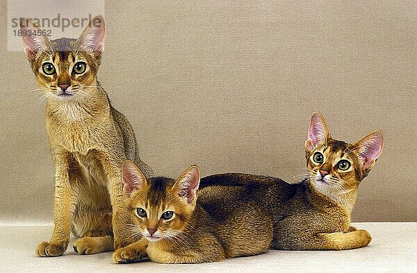 Abessinier Hauskatze  Erwachsene und Kätzchen