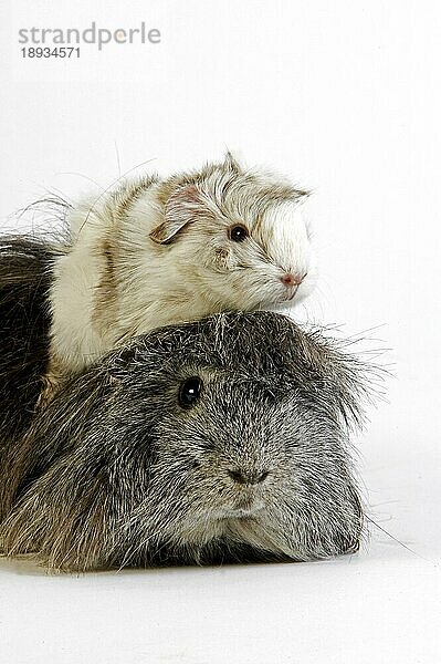 Langhaar-Meerschweinchen (cavia porcellus)  Erwachsene gegen weißen Hintergrund