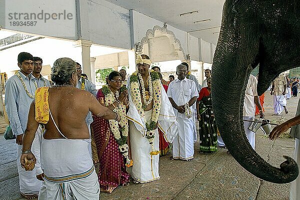 Segnung des Tempelelefanten  Shastiapthapoorthi  60-Jahr-Feier im Amritaghateswarar Abirami-Tempel in Thirukkadaiyur bei Mayiladuthurai  Tamil Nadu  Südindien  Indien  Asien