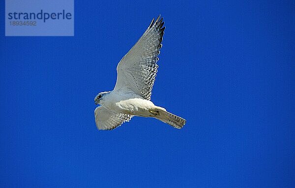 Gyrfalke (falco rusticolus)  Erwachsener im Flug gegen blauen Himmel  Kanada  Nordamerika