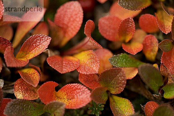 Alpine Bärentraube (Arctostaphylos alpina)  Norwegen  Europa