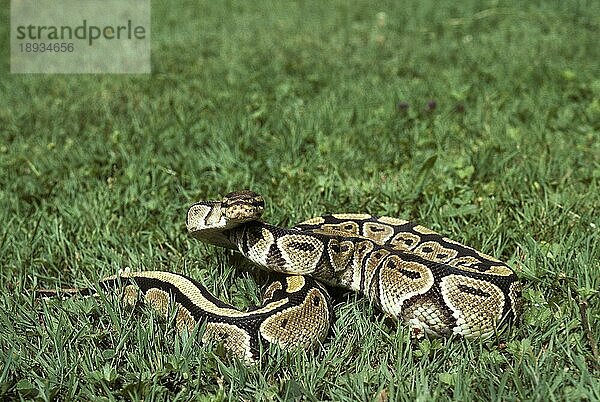 Königspython (python regius)  Erwachsener auf Gras