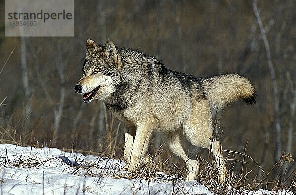 NORDAMERIKANISCHER Mackenzie-Wolf (canis lupus occidentalis)  ERWACHSENER IM SCHNEE STEHEND  KANADA