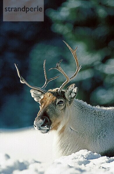 REINDEER (rangifer tarandus)  ERWACHSENER AUF SCHNEE LEGEND