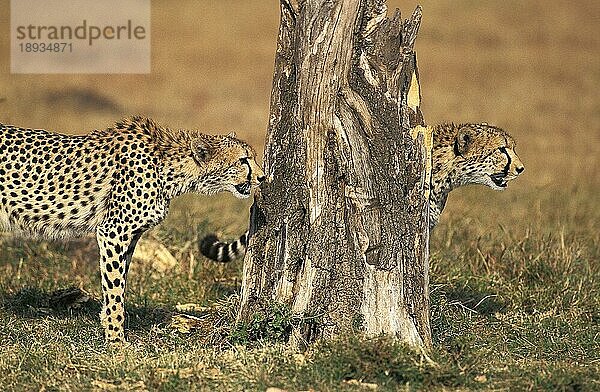 Gepard (acinonyx jubatus)  ERWACHSENE  MASAI MARA PARK  KENIA