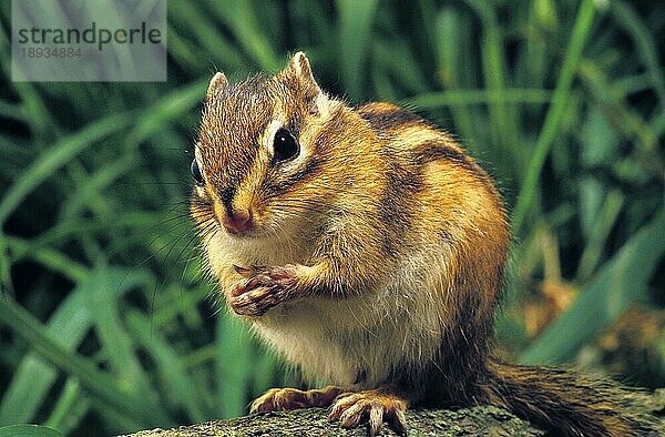 Corean Eichhörnchen  eutamia sibericus  Erwachsen