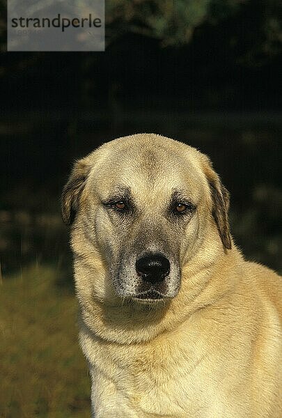 Anatolischer Hirtenhund oder Coban Kopegi  Porträt eines Erwachsenen